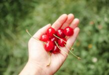 Jak błonnik wpływa na poziom cukru we krwi i insuliny?