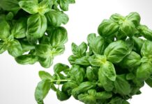 Korzyści zdrowotne diety wegetariańskiej: co mówią badania naukowe? Korzyści zdrowotne diety wegetariańskiej