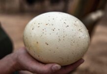 Dlaczego białko jest tak ważne dla budowania mięśni?