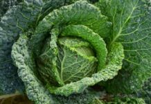 Jakie warzywa mogą pomóc w zapobieganiu chorobom autoimmunologicznym?