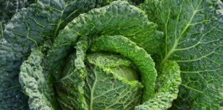 Jakie warzywa mogą pomóc w zapobieganiu chorobom autoimmunologicznym?