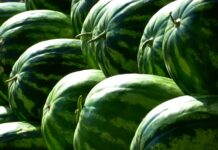 Czy dieta wegetariańska może przyczyniać się do wystąpienia niedokrwistości?