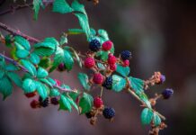 Jak wprowadzić diety owocowej do swojego stylu życia?