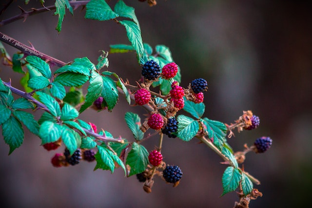 pexels-wahid-hacene-975231 Jak wprowadzić diety owocowej do swojego stylu życia?