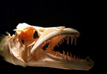 Czy Straż Rybacka ma prawo zabrać wędki?