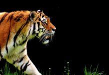 Jaki automat na zimne wody?