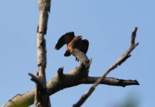 Ile się ładuje go Pro 9?