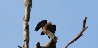 Ile się ładuje go Pro 9?