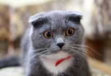 Co na obwiśle pośladki?