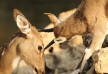 Co jest dobre na otarcia po butach? Co jest dobre na otarcia po butach?