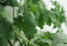 Ile lekarstwa można przewozić w bagażu podręcznym?