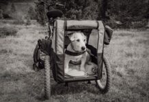 Czy przyczepka do roweru jest legalna?