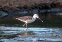 Co to jest cholewką?