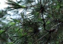 Jaki bagażnik na hak forum?