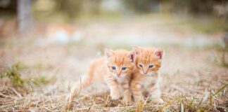 Jaki kolor smaru do nart?