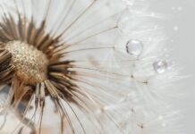 Jaki drop dla początkujących?