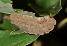 Jaka Cykada na bolenia?