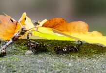 Czy skorpiony w Chorwacji są groźne?