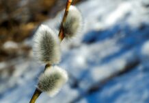 ¿Qué significa el verbo ski?