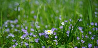 Quel est le prix d'un arbre fruitier ?