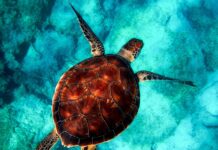 Na jakie zwierzęta uważać w Grecji?