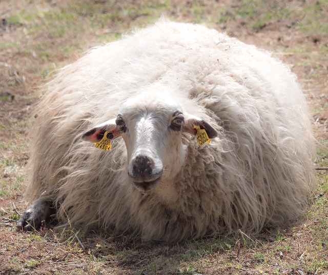 Ile procent merino? Ile procent merino?