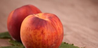 Est-ce que la nectarine est un croisement entre la pêche et la pomme ?