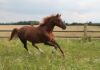 What breed is the fastest horse?