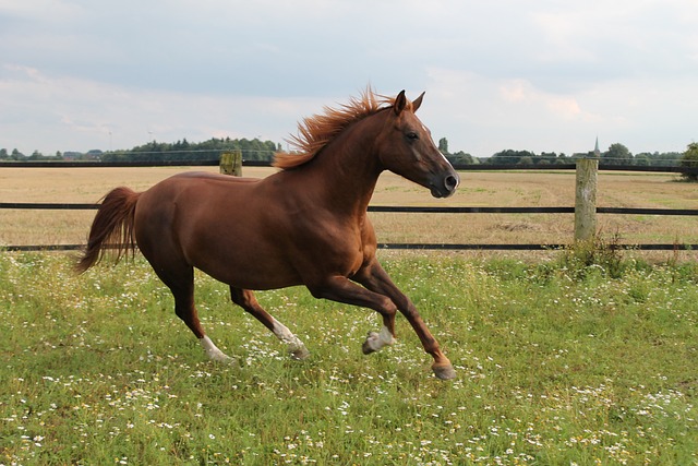 What breed is the fastest horse?