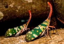 Czy cykady to świerszcze?