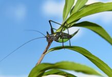 Co oznacza świerszcz w domu?