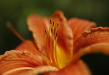 Ile jest odmian bilarda?