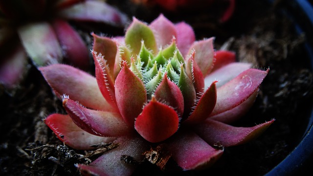 Jakiej grubości są włókna wełny merynosowej? Jakiej grubości są włókna wełny merynosowej?