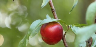 Comment s'appelle l'arbre sur lequel pousse les brugnons ?