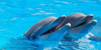 Czy w Chorwacji można zobaczyć delfiny?