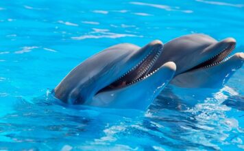 Czy w Chorwacji można zobaczyć delfiny?