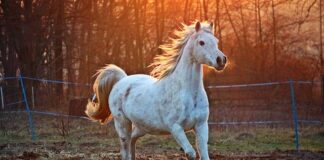 Which Arabian horse is better?