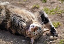 Czy na Krecie są niebezpieczne zwierzęta?