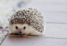 Czy kółka 92a są dobre?