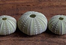 Czy jeżowce w Chorwacji są jadowite?