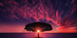 Quel arbre fruitier a besoin de beaucoup d'eau ?