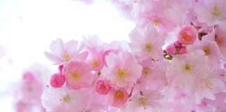 Quand et où planter un pêcher ?