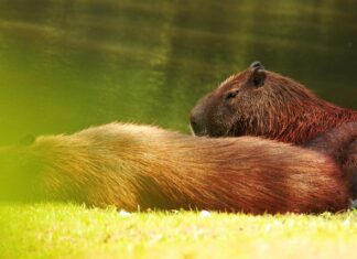 Who is the greatest horse that ever lived?