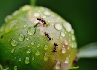 Czy mrówki są jadalne?