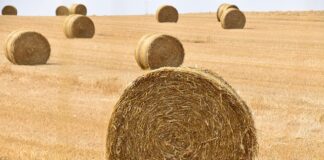 Quel paillage pour pêcher ?