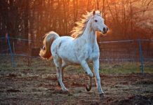 Why are Arabian horses so strong?
