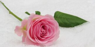 Quel est le vrai nom de pêche ?