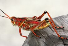 Czy konik polny to to samo co świerszcz?