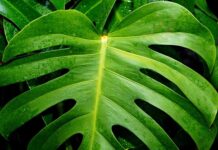 Dlaczego dziurawe getry?