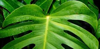 Dlaczego dziurawe getry?